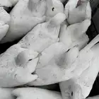 حمام هومر