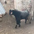تيس فحل ماشالله تبارك الله مشروط من جميع العذاريب لصامل فقط
