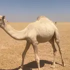 حوار قصب
