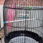 طير البينو ذكر