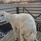 طلي للبيع