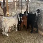 تيوس