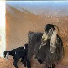 عنز عارضيه اللبيع متبع