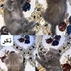 قطوه سكوتش كيوت وتلعب معك للبيع