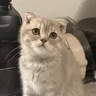 للبيع كيتن انثى سكوتش فولد العمر 3 شهور