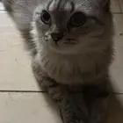 قطه أنثى للتبني