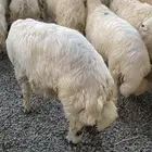 ذبايح ثلاجه