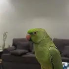 طير الدرة هندي