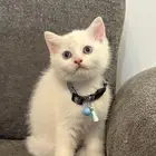 قطط سكوتش فولد