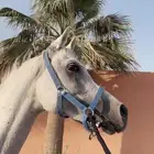 حصان البيع مستعجل وسمح