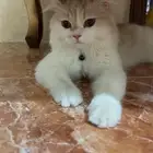 قط شيرازي للتبني
