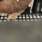 با ش ق للبيع