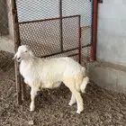 طلي حري ذبيحه