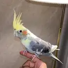 ببغاء كروان اليف