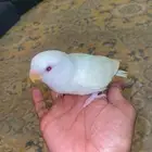 روز البينو اليف وهدد