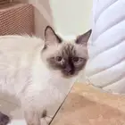 قطه للتبني