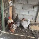 براهما طقم سلفر