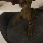 كيتن صغير عمر شهرين لتبني