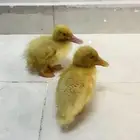 بط بكيني للبيع