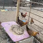 فرراريج فيىمي مصري ذهبي