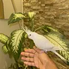 كروان البينو عيون حمراء تم بيع جعل ربي يباركلك لها يارب