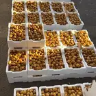رطب لونا صيف 1446