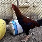 ديك باكستاني