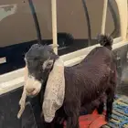 جفره - عرضيه - للبيع - على السوم - العمر 3 اشهر تزيد تنقص