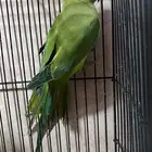 دره خظراء غير أليفه