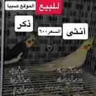 زوج كروان