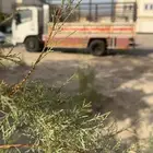 دنه نقل عفش