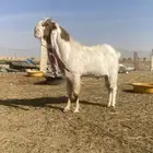 للبيع فحل هولندي طيب انتاج فاخر