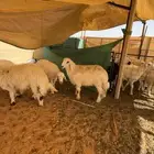 ضحايا حريات كفو كلش خروف العمر من 7شهور وفوق مغلقات شحم