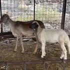 للبيع شاه سواكنيه خلفه