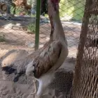 دجاجه شامو ياباني