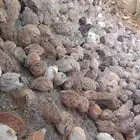 بط وفري