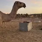 تفاصيل اناقه واتس