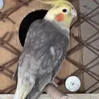 ذكر كروان جاهز مره ( بالليث )