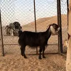 عنز دافع عارضيه