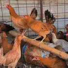 دجاج بشاير