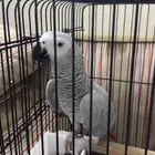 كاسكو كبتن كلام و سواليف