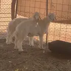 للبيع طليان