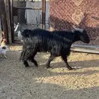 فحل ادغس صنف