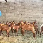 10 تيوس للبيع