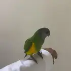 ببغاء سنغالي