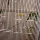 بادجي او طيور حب
