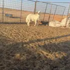 خروف حري ذبيحه