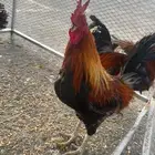 ديك عربي اصيل