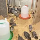 للبيع صيصان مشكله بلدي فيومي ذهبي-شبابي