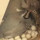 حجل شنير زوج منتج للبيع